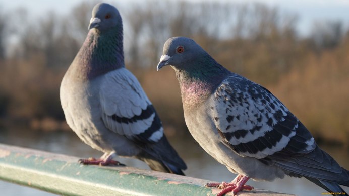 Белая Горлица фото птица