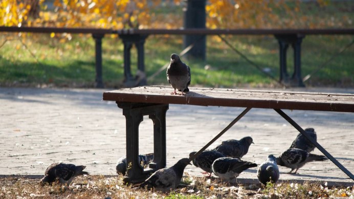Голуби в сквере