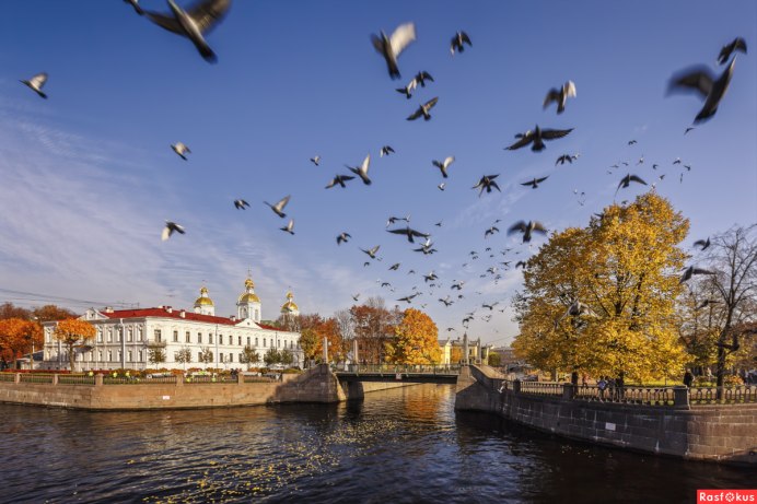 Обои с птицами