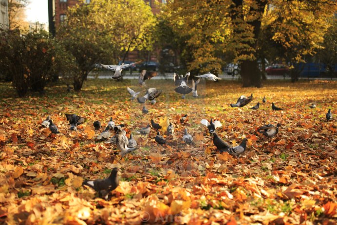 Осень в парке с голубями