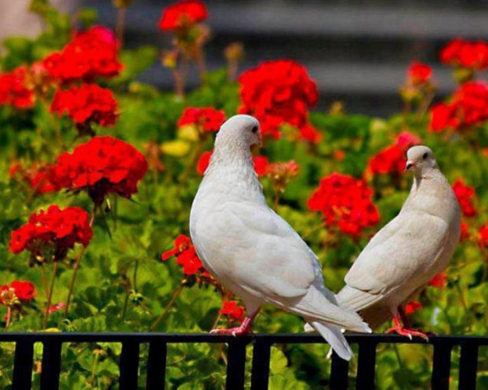 Голуби Эстетика