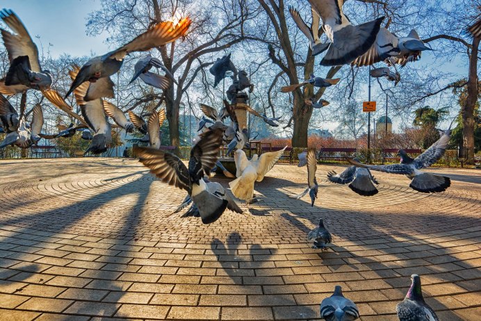 Кольчатая Горлица