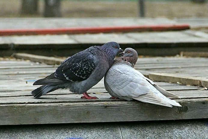 Кормление голубей