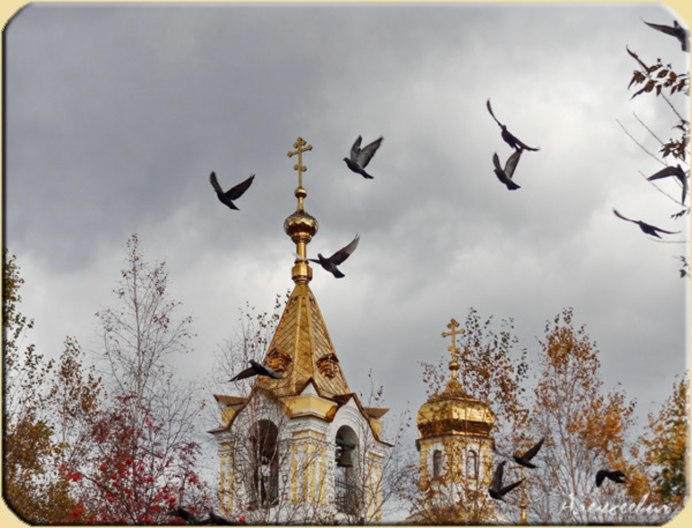 Голубь на дереве