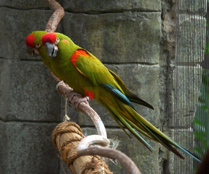 Red-Fronted Macaw