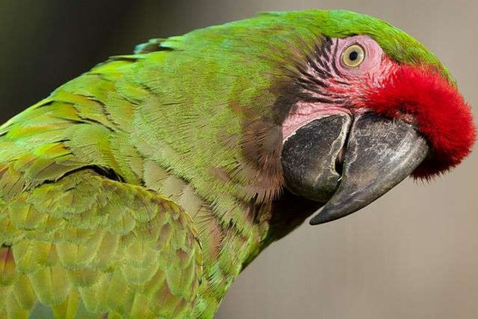 A Red-Fronted lemu