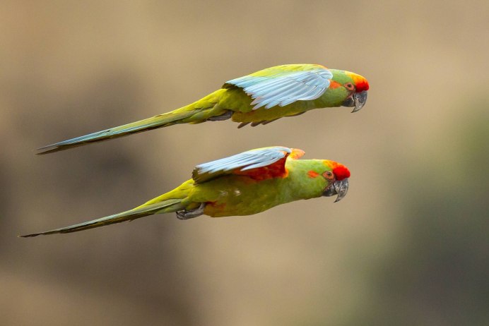 Red-Fronted Macaw