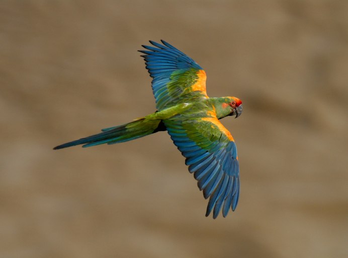 Guacamaya Tricolor попугай