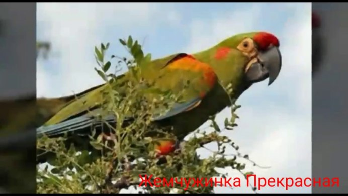 Попугай в дупле