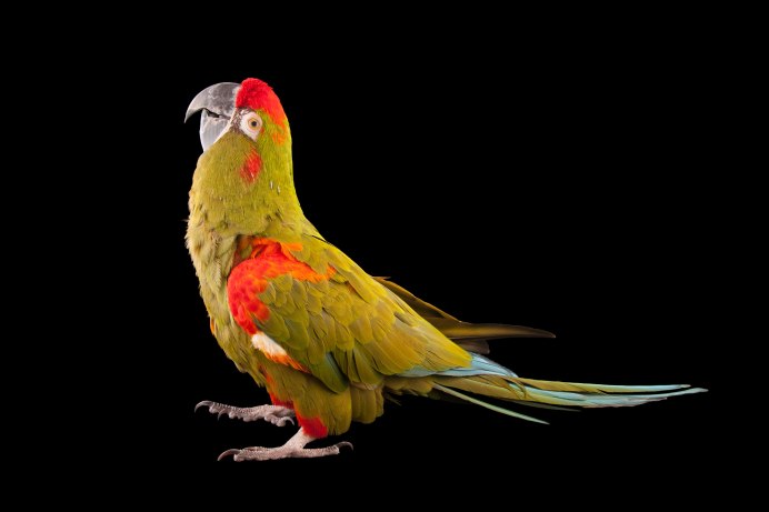 Poicephalus Gulielmi