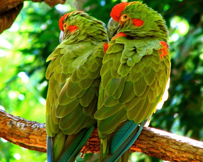ZEQ Macaw's Crowbar