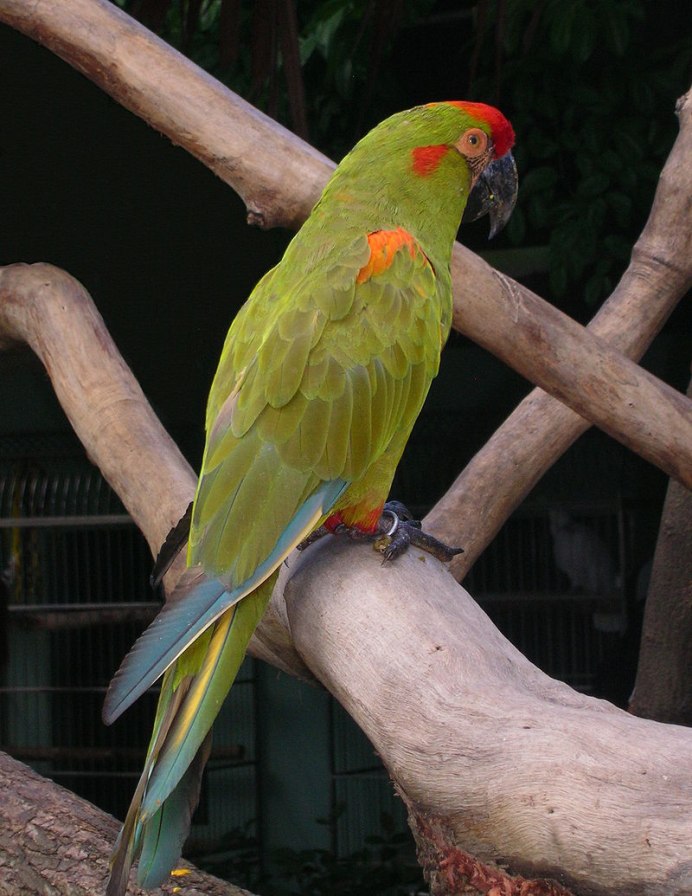 Birds Biodiversity