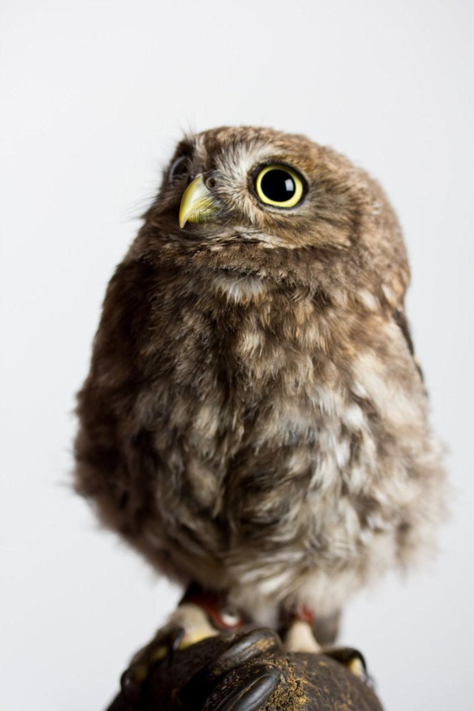 Speckled Elf Owl