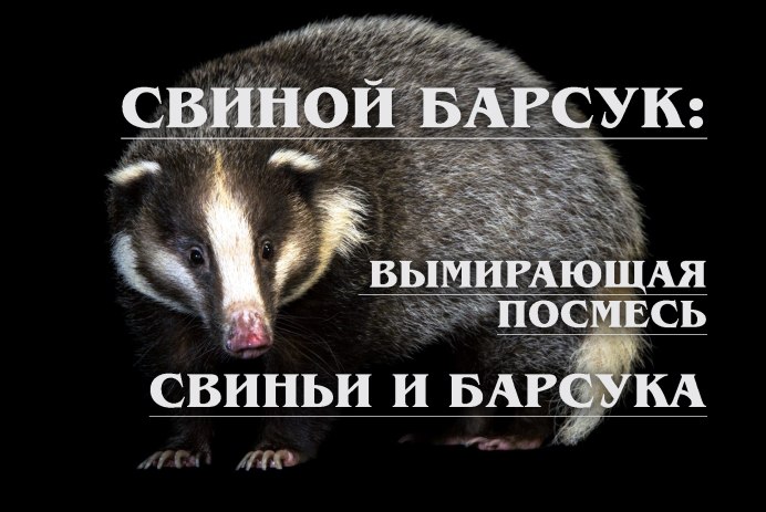 Барсук в очках