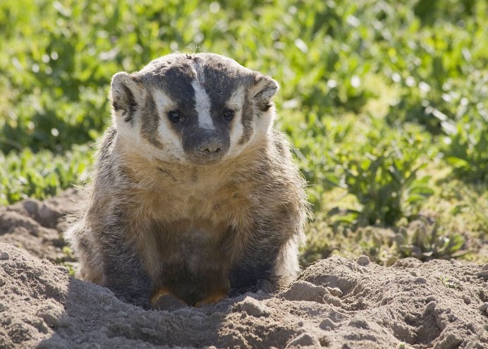 Cute Badger