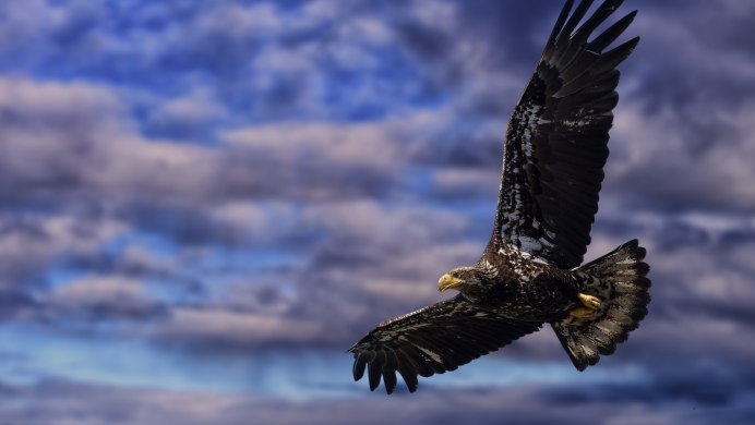 National Geographic. Белоголовый Орлан
