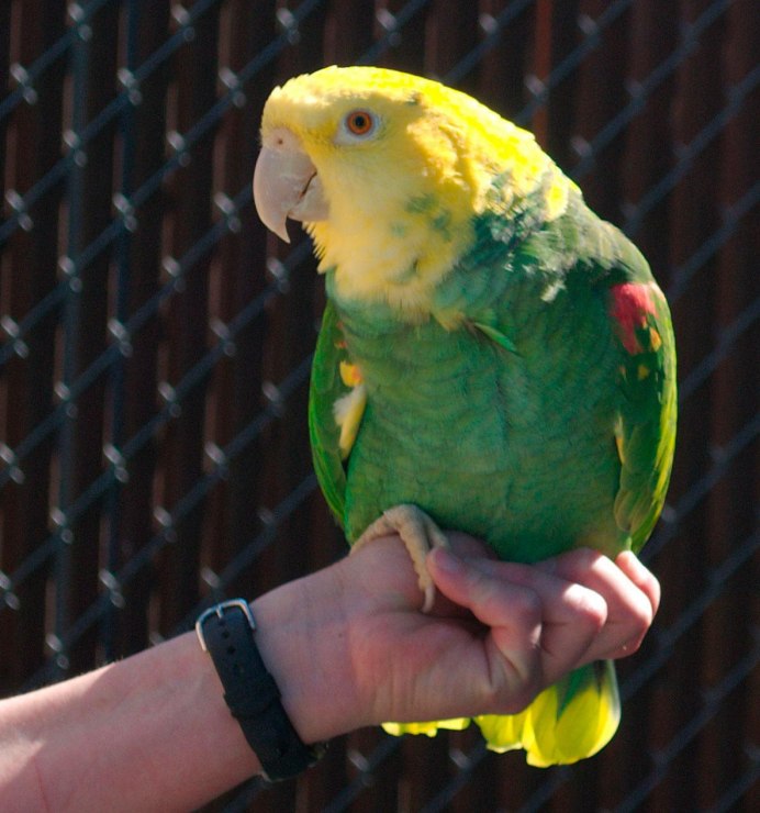 Амазон попугай