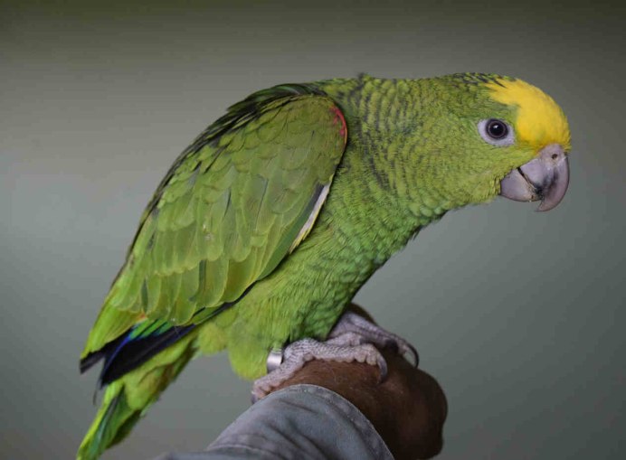 Желтоголовый амазонский попугай