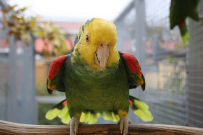 Зеленый амазонский попугай