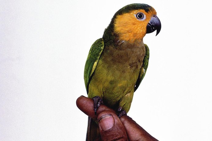 Амазон попугай