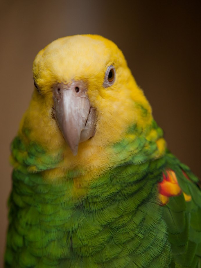 Желтоголовый Какаду