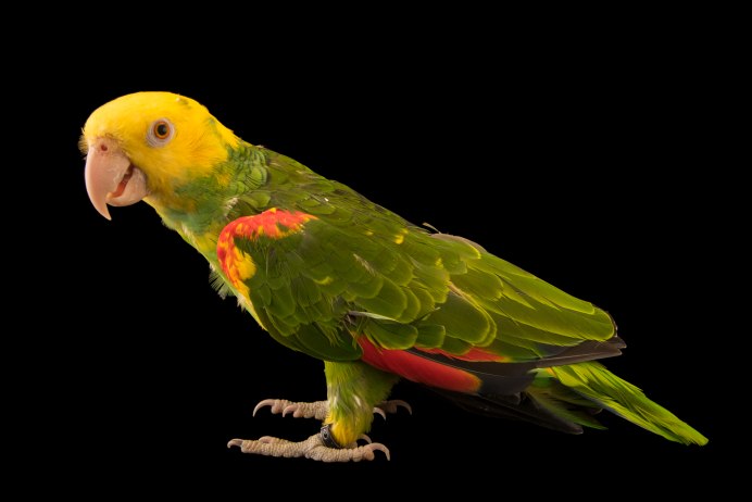 Желтоголовый белопузый попугай