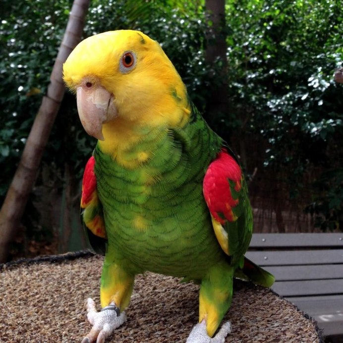 Желтоголовый Амазон попугай