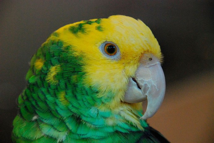 Желтоголовый Амазон попугай
