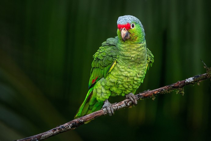 Синелобый амазонский попугай