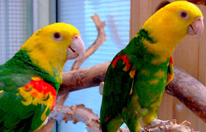 Попугай желтоголовая Амазонка