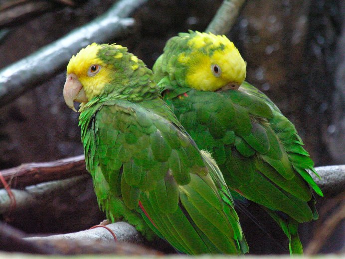 Желтоголовый Амазон фото