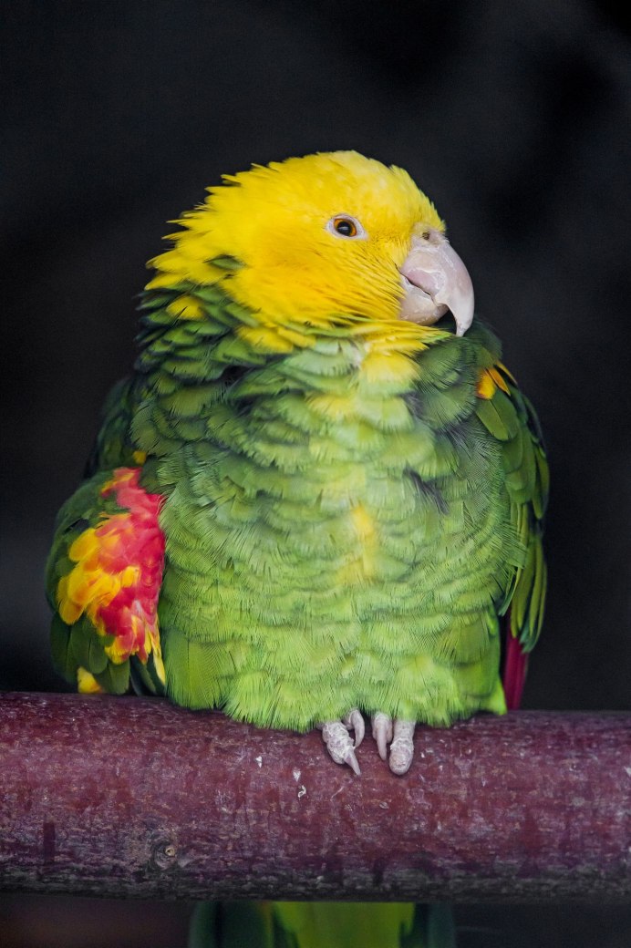 Желтоголовый Амазон взрослый