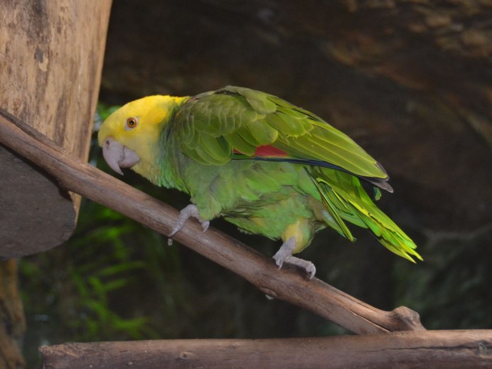 Желтоголовые попугаи в Германии
