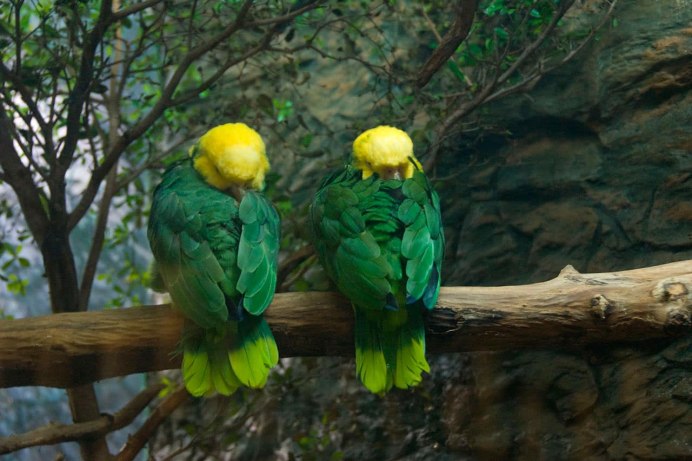 Yellow-headed Amazon