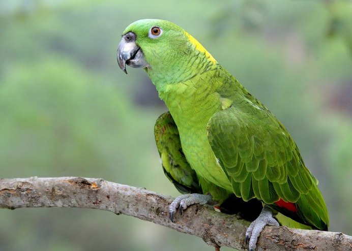 Амазон птица