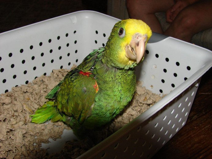 Амазонский ожереловый попугай