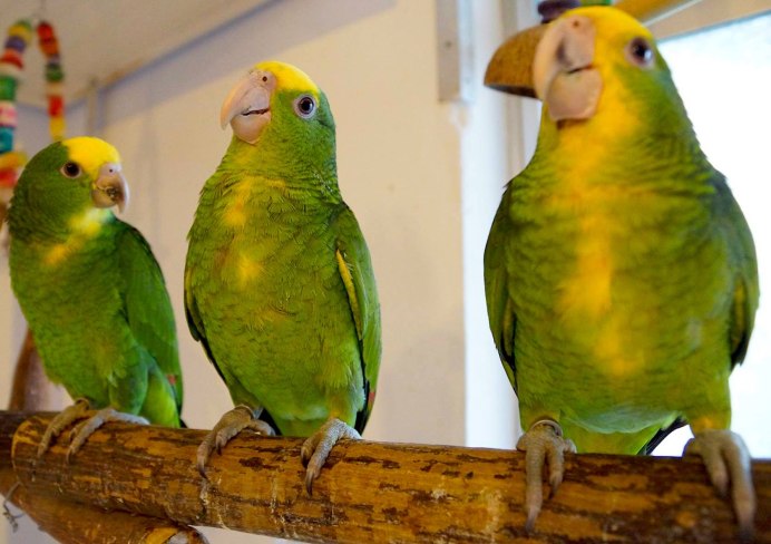 Желтоголовый Амазон попугай