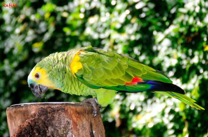 Длинный нос у Амазона