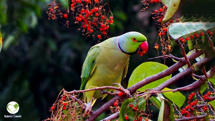 Амазон попугай