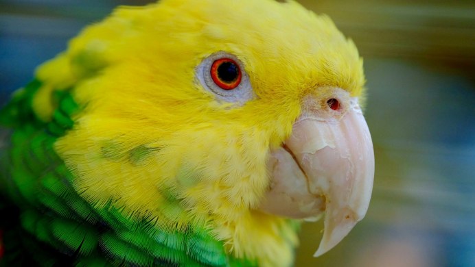 Амазон попугай