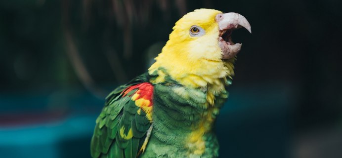 Did you know that Parrots