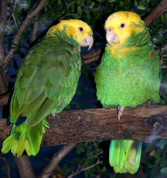 Попугай синелобый Амазон