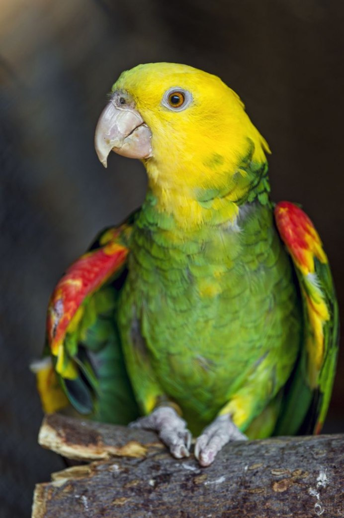Попугай Амазон и неразлучник