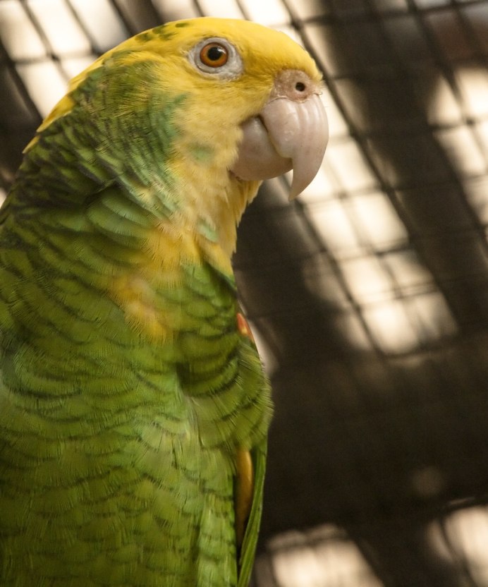 Double Yellow headed Amazon