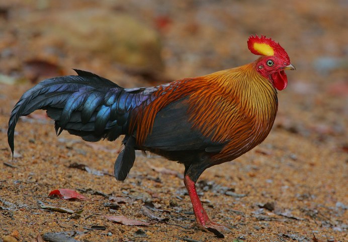 Отряд Курообразные (galliformes)