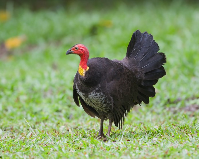 Домашняя индейка meleagris gallopavo