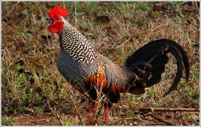 Глухарь - Capercaillie