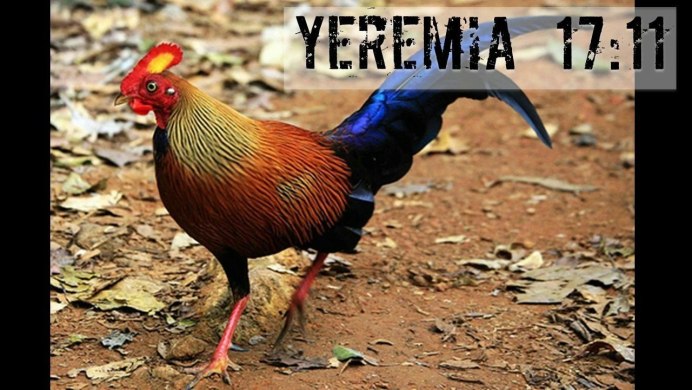 Blyth's Tragopan