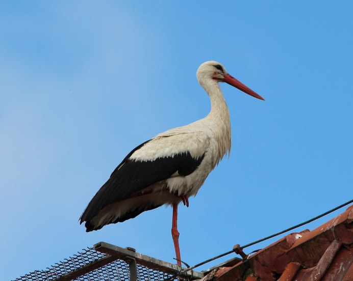 Белый Аист (Ciconia Ciconia)