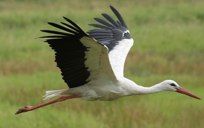 Ciconia Ciconia